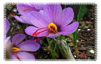 De Saffraan (chabatstseleth)