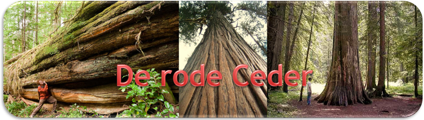 De rode Ceder, een reus onder de bomen.