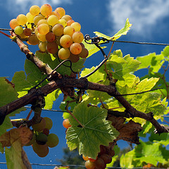 De wijnstok is hier de derde in de reeks van vruchten.