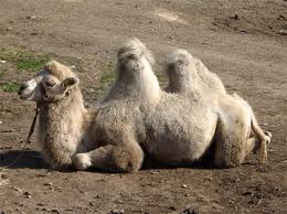 De Hebreeuwse "drie" is de letter "gimmel" (g). Deze letter heeft als betekenis: "kameel".